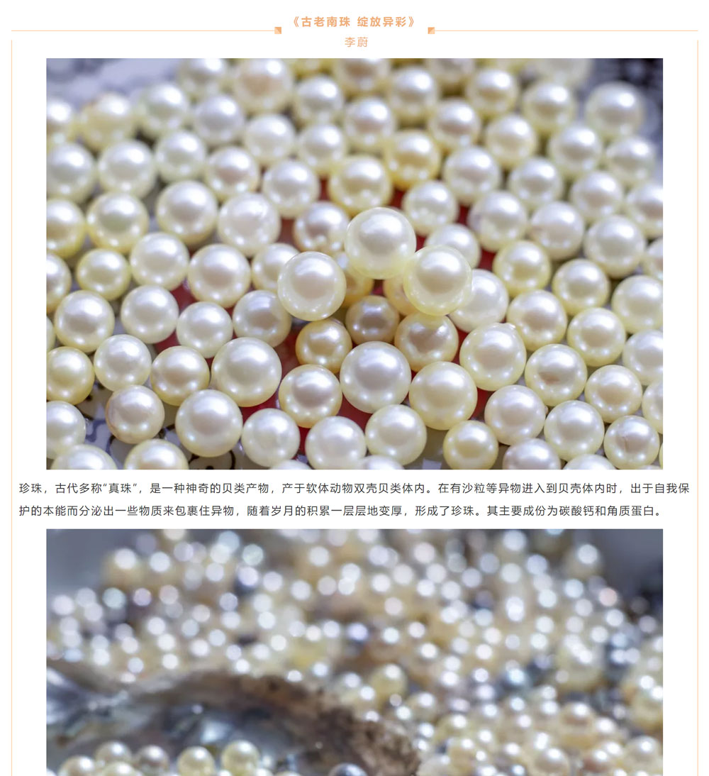 古老南珠，綻放異彩